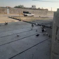 باربری پرایدوانت