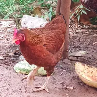 مرغ و خروس