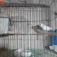 پرنده عروس هلندی، جوجه سرلاکی، فنچ،