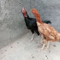 مرغ لاری