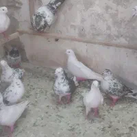 ۳۰ عدد کفتر پرشی ساعت خوب