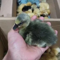 جوجه قوغاز بوقلمون و اردک