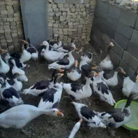 غاز جوان