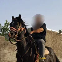 اسب عرب 6ساله
