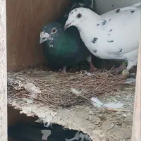 کفتر