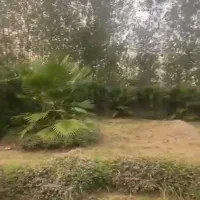 فروش زمین مسکونی ۴قطعه واقع در خمام ۲۵۰ متر سند