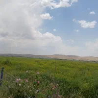 کلزا جهت علوفه (قصیل)