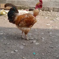 خروس گردن لختی(گلابی)