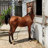 نریان سه ساله  نوه سالار ۲ مدارک کامل ‌