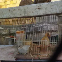 فروش جوجه اردک با قفس