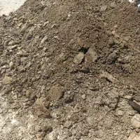 پهن گوسفند