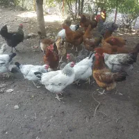 مرغ تخمگذار