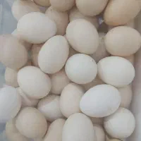تخم مرغ محلی