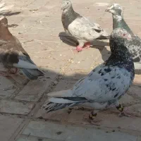 سلام چن جفت کفتر جفتگاه و پرش
