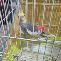 عروس هلندی سخنگو خانگی شیطون