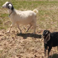 بز و بزغاله