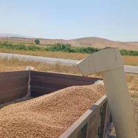 برداشت نخود با کمپاین نخودچین
