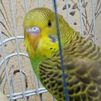 مرغ عشق گم شده