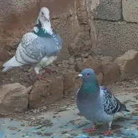 کبوتر مسافتی