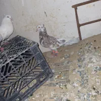 کبوتر کوهی