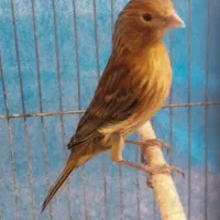 جوجه قناری ۶ ماهه نرو ماده