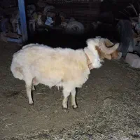 قوچ عراقی