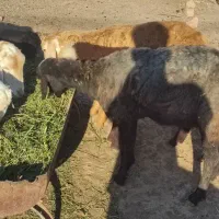 میش کاور تقلی