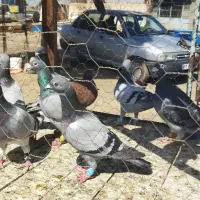 ۲۵عدد‌کفتر‌۱بوم‌‌بیرجندی