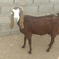 بز و بزغاله