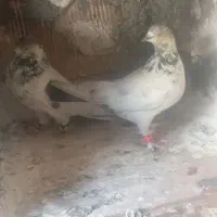 کبوتر کله دمی
