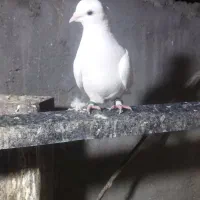 کفتر|پرنده|رزن, |دیوار
