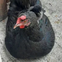 فروش مرغ و خروس و اردک