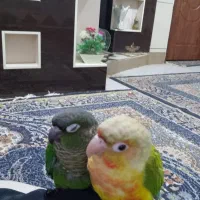 گرینچیک|پرنده|اهواز, اسماعیلیه|دیوار