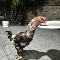 خروس لاری الی