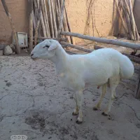 قوچ|حیوانات مزرعه|فاروج, |دیوار