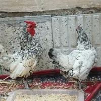 فروشی|حیوانات مزرعه|اردبیل, |دیوار