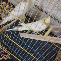 سه عدد جوجه عروس هلندی دونخور آماده آموزش سخن گفتن