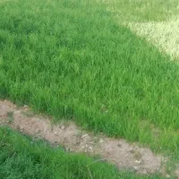 چیدن انگور