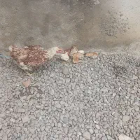 جوجه محلی با مادر
