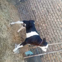جوانه