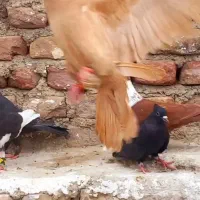 کبوتر رنگی و آلمانی