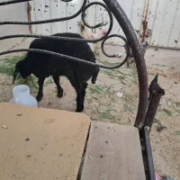 بره ماده شیر مست درجه یک
