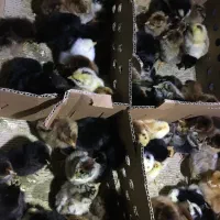 جوجه یک روزه