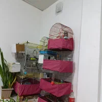 عروس|پرنده|تبریز, |دیوار