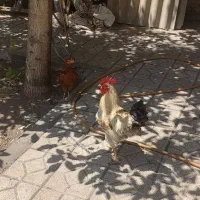 فروش مرغ و خروس روستائی