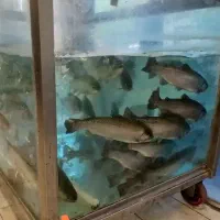 ماهی قزل‌آلا لرستان