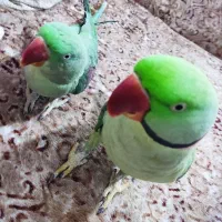 جفت شاه طوطی