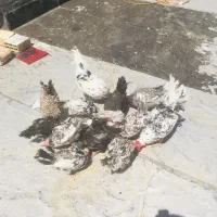 مرغ خروس گلین