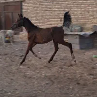 معاوضه موتورواسب