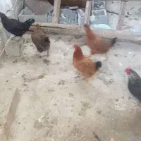 مرغ‌‌محلی‌گلین
